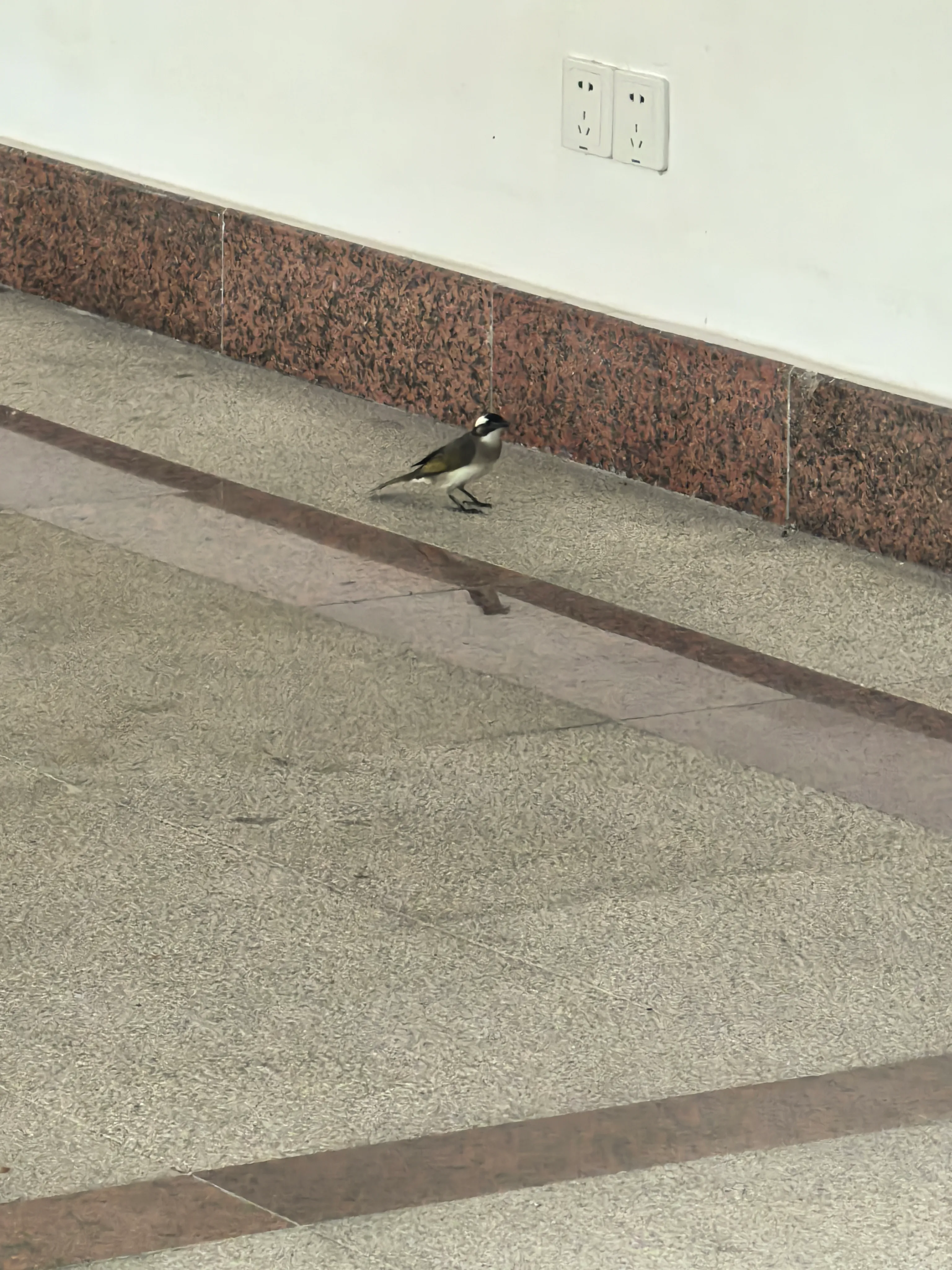 在教学楼里驻足的小鸟